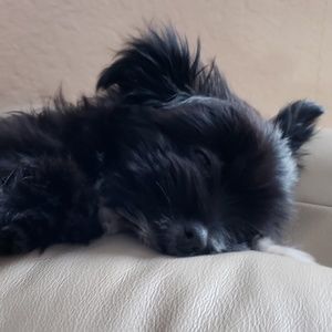 Meet your Posher, Corey